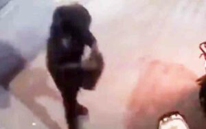Suspects punched multiple women, stole purses before fleeing on motorcycle in new york city