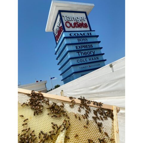 Tanger outlets commemorates earth day with increased commitment to sustainability: expansion of tanger honeybee hives, tree planting programs and electric vehicle charging upgrades - photo licensed by shore news network.