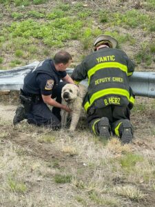 Police, firefighters comfort dog after its humans were involved in rollover crash