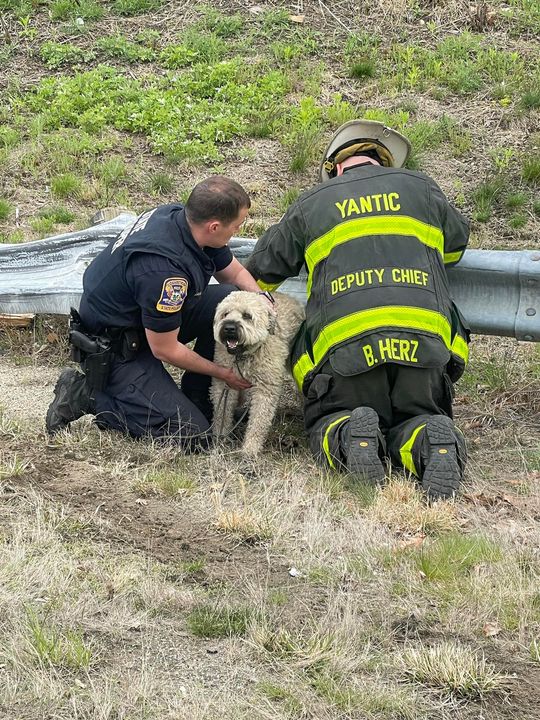 Police, Firefighters Comfort Dog After Its Humans Were Involved in Rollover Crash