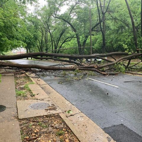 Traffic alert: trees down on north beauregard street - photo licensed by shore news network.