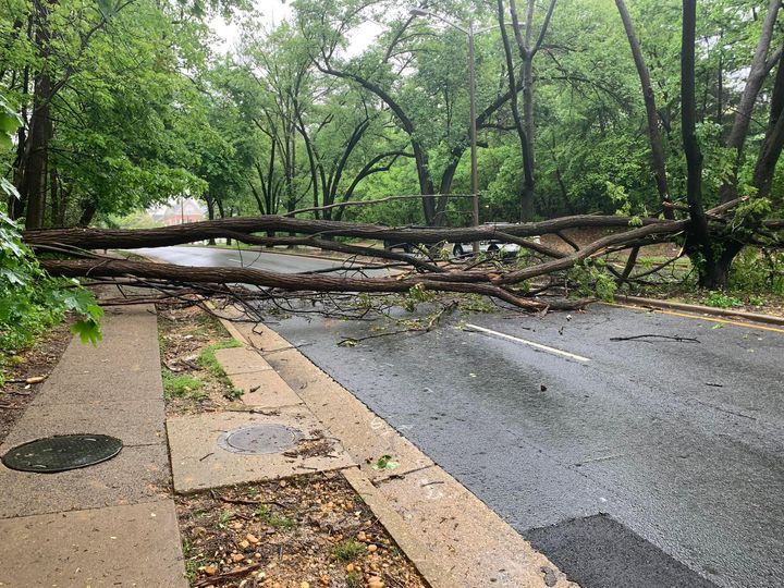Traffic Alert: Trees Down on North Beauregard Street