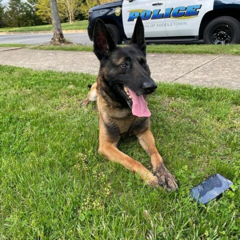 Police k-9 helps middletown kid find lost cell phone - photo licensed by shore news network.