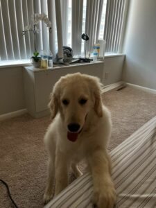 Police searching after dog stolen from car in lothian