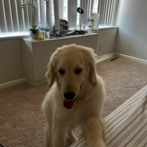 Police searching after dog stolen from car in lothian - photo licensed by shore news network.