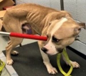 Yonkers woman charged with animal cruelty after extended cruelty to pit bull