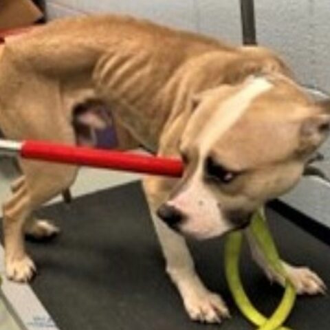 Yonkers woman charged with animal cruelty after extended cruelty to pit bull - photo licensed by shore news network.