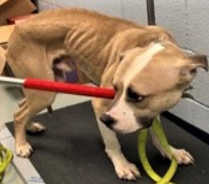 Yonkers Woman Charged with Animal Cruelty After Extended Cruelty to Pit Bull