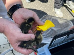 Ducklings rescued from toms river sewer drain