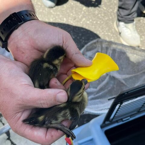 Ducklings rescued from toms river sewer drain - photo licensed by shore news network.