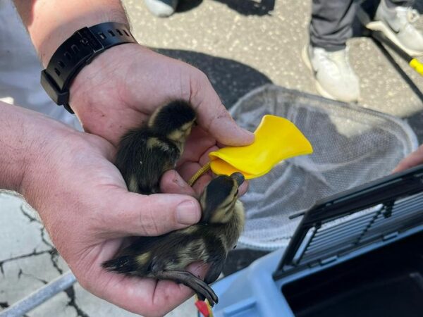 Ducklings Rescued from Toms River Sewer Drain
