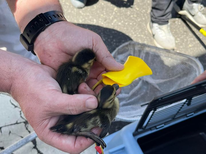 Ducklings Rescued from Toms River Sewer Drain