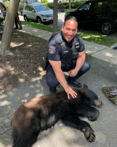 Montclair animal control, police take down black bear roaming neighborhood