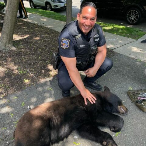 Montclair animal control, police take down black bear roaming neighborhood - photo licensed by shore news network.