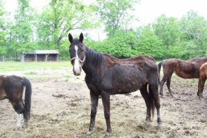 New jersey rescue farm owner charged for animal cruelty after dozens of animals neglected