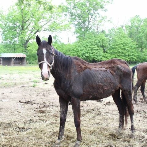 New jersey rescue farm owner charged for animal cruelty after dozens of animals neglected - photo licensed by shore news network.