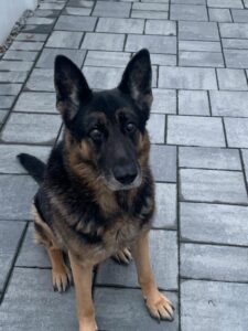 Brick cop says farewell to k-9 partner of 10 years
