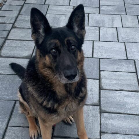 Brick cop says farewell to k-9 partner of 10 years - photo licensed by shore news network.