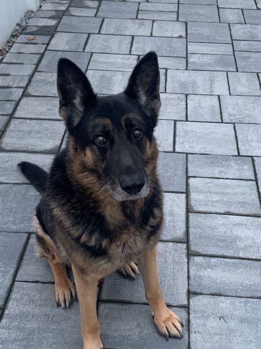 Brick Cop Says Farewell to K-9 Partner of 10 Years