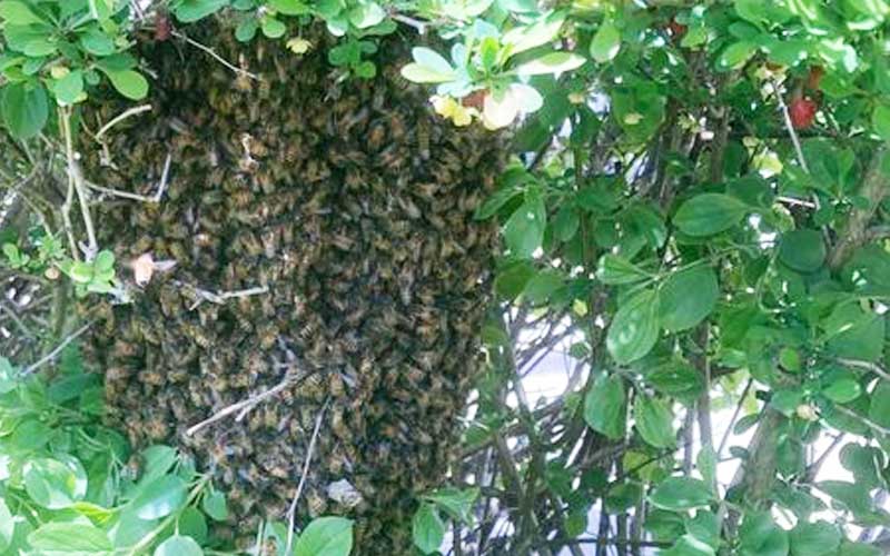 What's All The Buzz in Wellsville? Cops Help to Remove Large Nuisance Behive