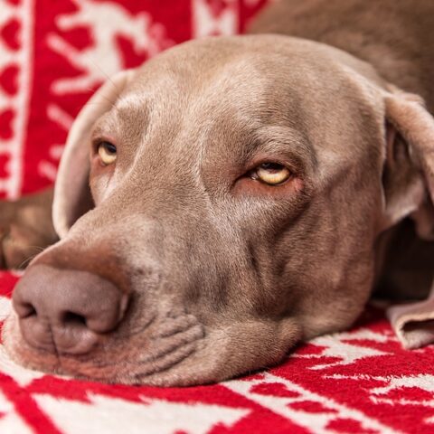 Since nj weed legalization, report claims dogs are eating pot and getting sick more often - photo licensed by shore news network.