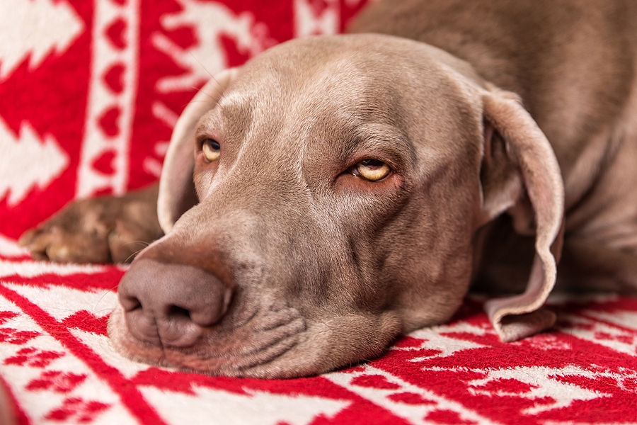Since NJ Weed Legalization, Report Claims Dogs are Eating Pot and Getting Sick More Often