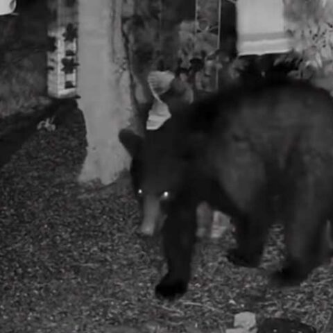Black bear spotted in freehold munching on some bird feeders - photo licensed by shore news network.