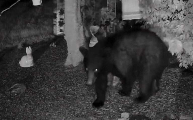 Black bear spotted in freehold munching on some bird feeders - photo licensed by shore news network.