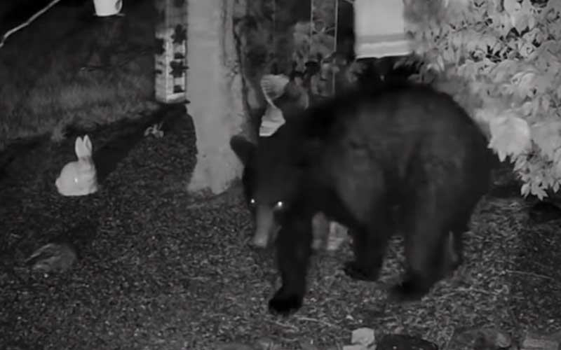 Black Bear Spotted in Freehold Munching on Some Bird Feeders