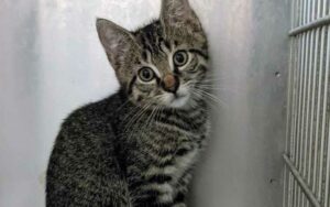 Suspect charged after abandoning cats and kittens at falls village high school