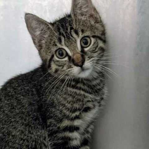 Suspect charged after abandoning cats and kittens at falls village high school - photo licensed by shore news network.