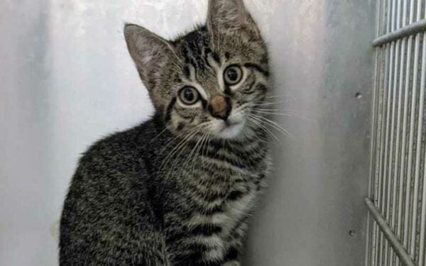 Suspect Charged After Abandoning Cats and Kittens at Falls Village High School