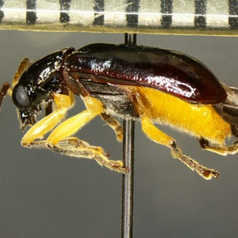 Cbp agriculture specialists in pharr intercept rare pest, a first in the nation discovery - photo licensed by shore news network.