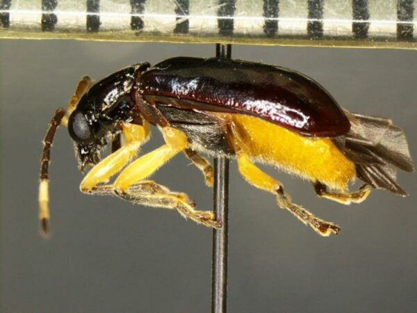 CBP Agriculture Specialists in Pharr Intercept Rare Pest, a First in the Nation Discovery