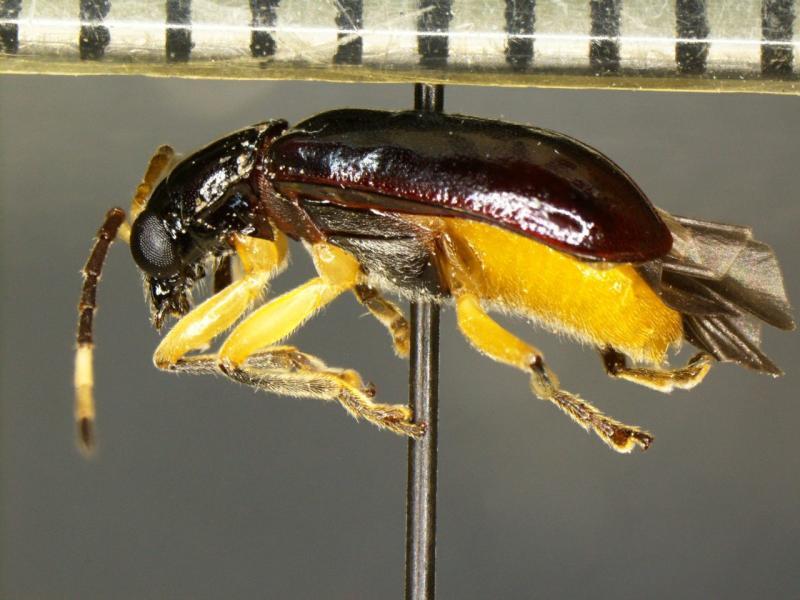 CBP Agriculture Specialists in Pharr Intercept Rare Pest, a First in the Nation Discovery A specimen of Cochabamba sp., a First in Nation pest interception by CBP agriculture specialists at Pharr International Bridge.