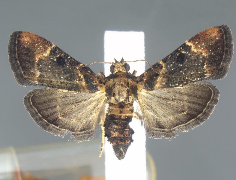 CBP Moth Interception First Encounter of Species Since 1912 Moth encountered at Detroit Metropolitan Airport