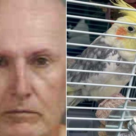 Florida man charged for animal cruelty after leaving parrot in hot car - photo licensed by shore news network.