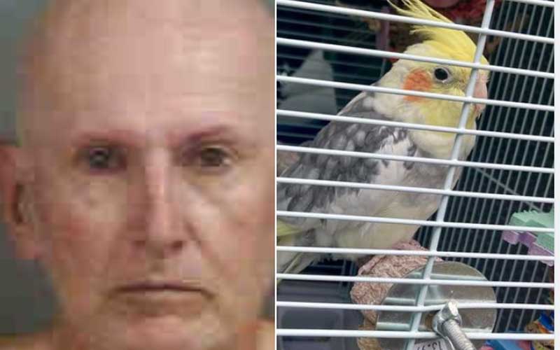 Florida Man Charged for Animal Cruelty After Leaving Parrot in Hot Car