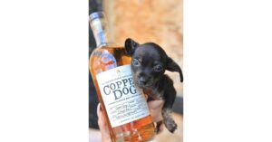 Copper dog partners with dog charities across the country to match pet adoption fees on national rescue dog day