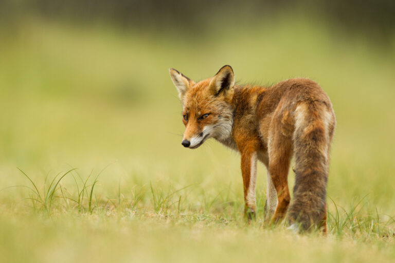Pemberton police caution possible distressed fox sighting - photo licensed by shore news network.