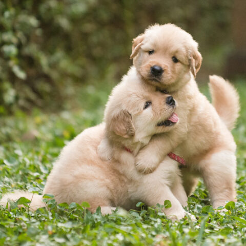 New jersey law would prohibit animal abusers from ever owning another animal - photo licensed by shore news network.