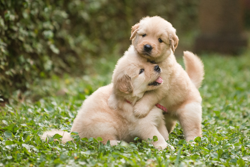 New Jersey Law Would Prohibit Animal Abusers From Ever Owning Another Animal