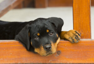 New york man pleads guilty to torturing 4-month on rottweiler puppy