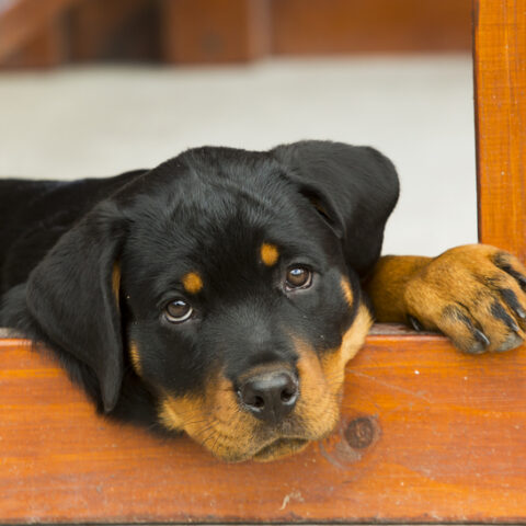New york man pleads guilty to torturing 4-month on rottweiler puppy - photo licensed by shore news network.