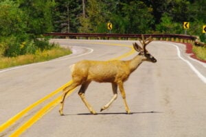 Couple injured after motorcycle collided with deer near mount misery road