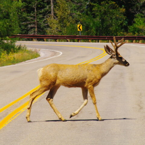 Couple injured after motorcycle collided with deer near mount misery road - photo licensed by shore news network.