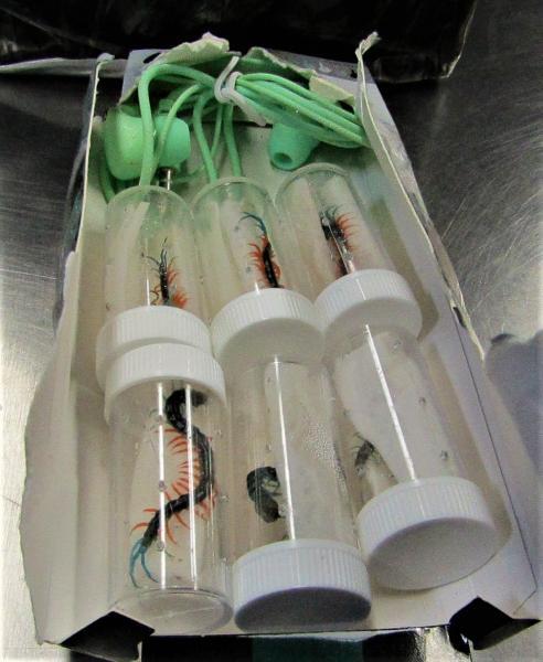 Foreign Live Centipedes, Dried Sea Cucumbers, Plants and Swine Sausages? Yes, it is Contraband! Live Centipedes