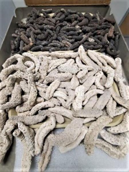 Foreign Live Centipedes, Dried Sea Cucumbers, Plants and Swine Sausages? Yes, it is Contraband! Dried Sea Cucumbers
