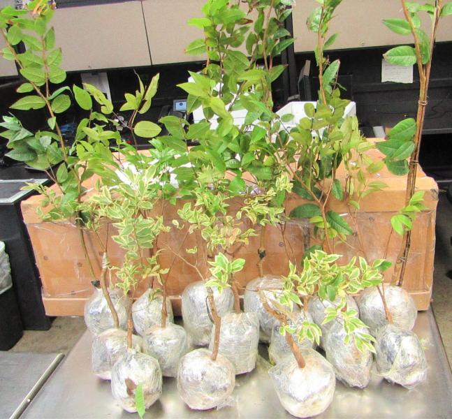 Foreign Live Centipedes, Dried Sea Cucumbers, Plants and Swine Sausages? Yes, it is Contraband! Plants for propagation