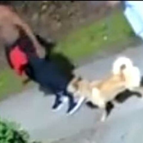 Lindenwold police seek suspects for criminal mischief - photo licensed by shore news network.